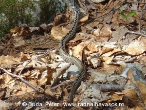 Iszkoló keresztes vipera